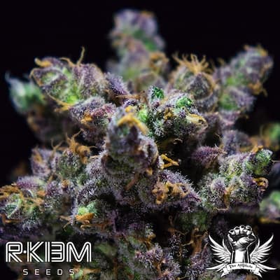 Banana Z – R-Kiem Seeds – 30 % THC – Sweet Banana Cream